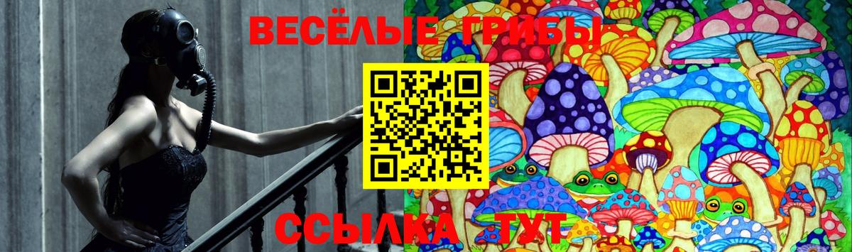 Псилоцибиновые грибы Psilocybine cubensis Камышин